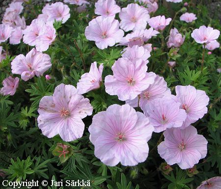 Geranium sanguineum var. striatum